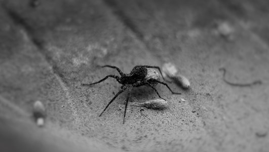 păianjen, picioare, negru, mici, urât, Shell, vara