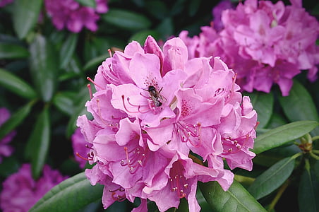 Rhododendron, rastlin, cvetje, pomlad, roza cvet, cvet, cvet