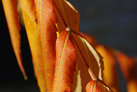 leaves, foliage, autumn, dry leaves, yellow, golden autumn, brown
