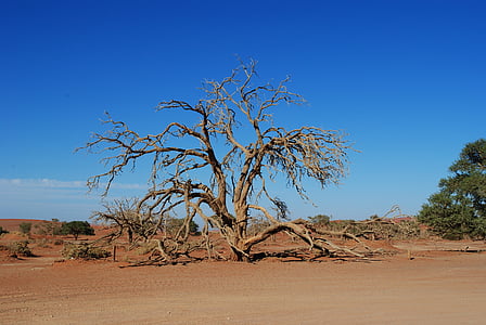 Namībija, Āfrika, sossusvlei, tuksnesis, smilts, karstā, sausais