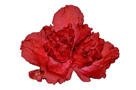 květ, Begonia, růžový květ, Detailní záběr