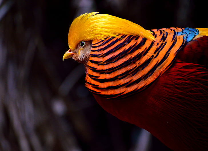 fuglen, Nærbilde, fargerike, eksotiske, Golden Pheasant, Fasan, dyreliv