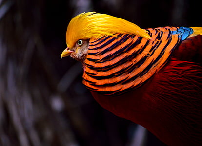 ptak, szczelnie-do góry, kolorowe, egzotyczne, Bażant złocisty, Bażant, dzikich zwierząt