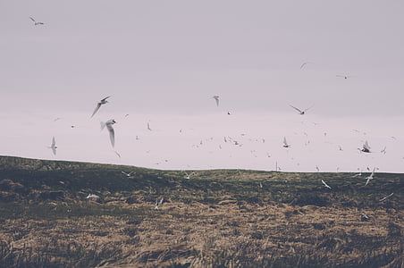 photo, white, birds, flight, bird, nature, seagull