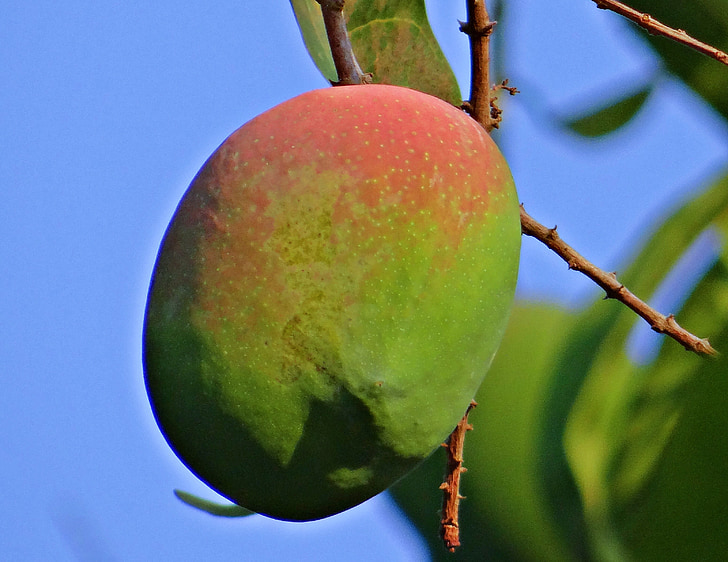 Mango, Mangifera indica, par gatavām, tropu augļu, mango koks, augļi, dharwad