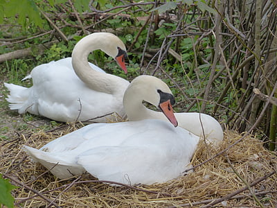 hattyú, fajta, fészek, Swan's nest, állat