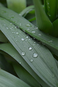 green, just add water, foliage, green leaf, dew-drop, spring, garden
