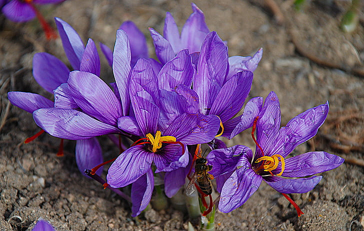 saffron, flower, nature, lilac, purple, field, bee