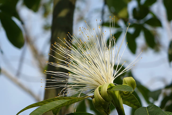 kukka, Happy Valleyn labali, Yhdysvallat peruna, julkaisu 財 puu, valkoinen, sateenvarjo oireita