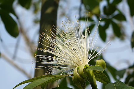 flor, labali Vall Feliç, Estats Units patata, llançament 財 arbre, blanc, símptomes de paraigua