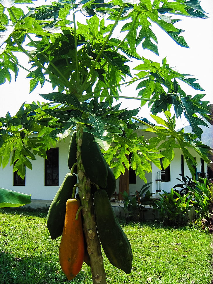 papaia, arbre de papaia, fruites, natura, arbre, l'agricultura