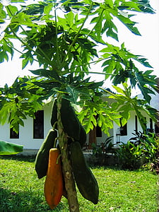 papaya, papaya tree, fruits, nature, tree, agriculture