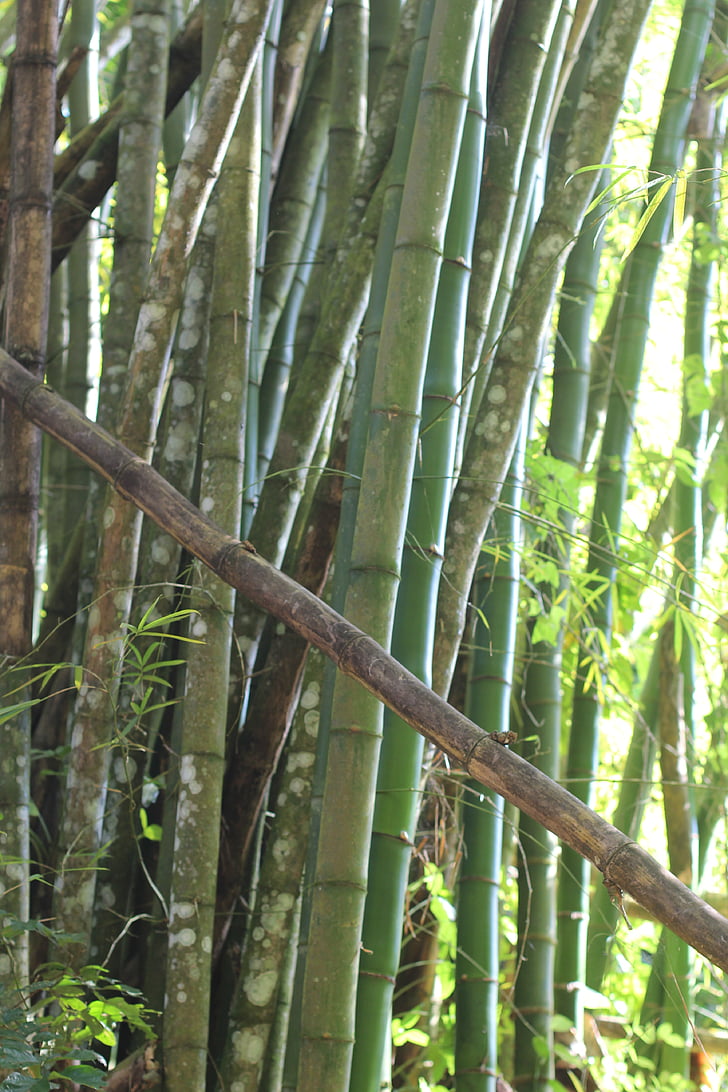 Bamboo, skogen, grön, naturen, natursköna, naturliga, träd