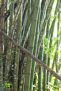 bambus, skov, grøn, natur, naturskønne, naturlige, træer