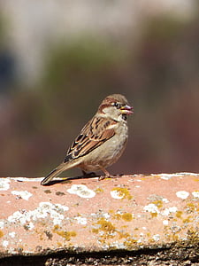 sparrow, pardal, bird, roof, eat