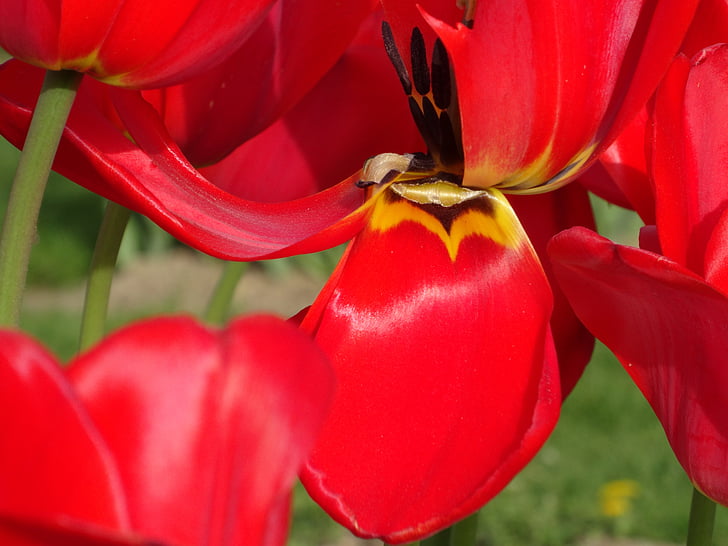 flower, close-up, red, macro, flowering, color, blossomed