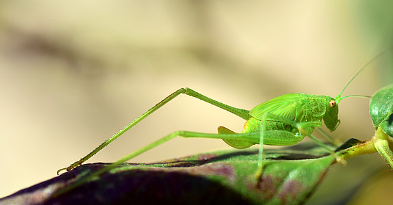 grasshopper, green, close, insect, nature, animal, viridissima