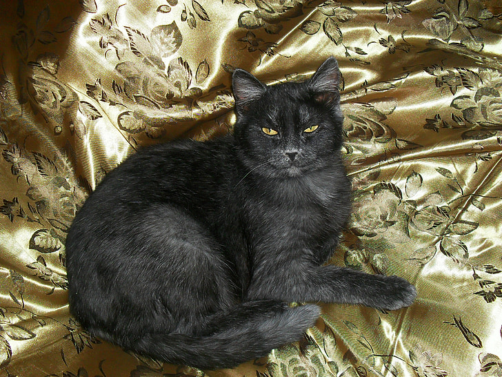 кішка, красенем, сірий кіт
