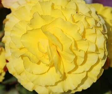Begonia, amarillo, planta de ropa de cama, plantas de balcón, planta ornamental, flores, flor