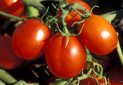 tomates, verduras, rojo, cocinar, alimentos, comer, vitaminas
