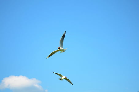 pájaro, Seagull, animal, pájaro del agua, mar, Dinamarca, Laesoe