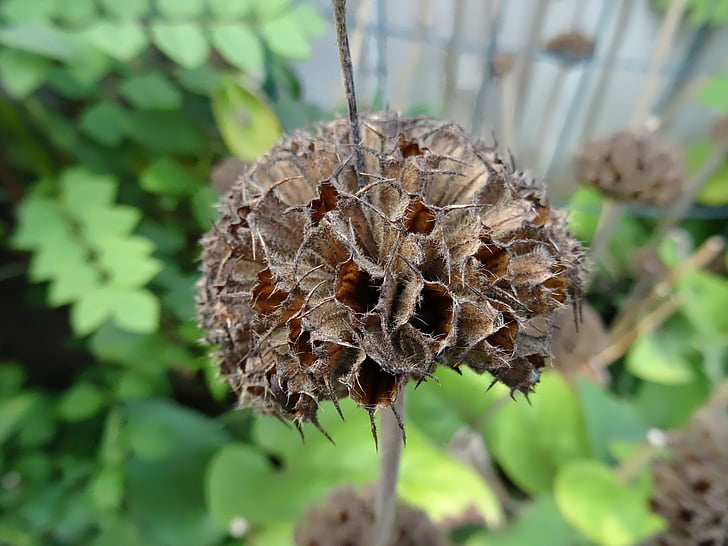 seedless, plant, nature