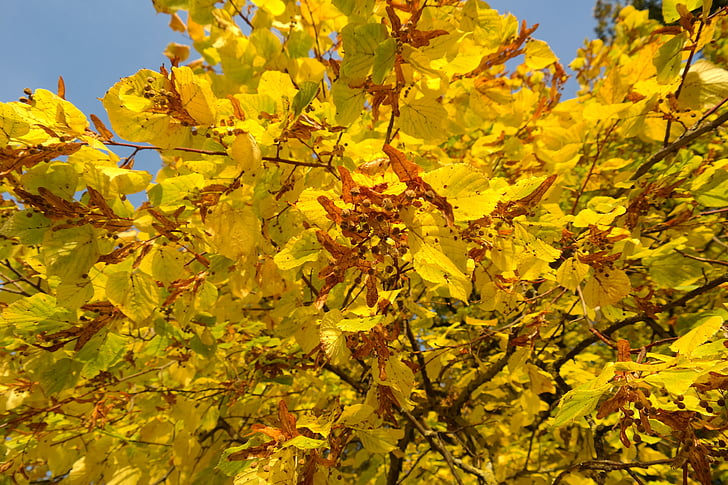 Linde, albero, autunno, colore di caduta, foglie, giallo, fogliame di caduta
