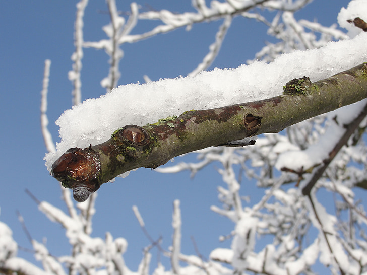 tuyết, chi nhánh, mùa đông, lạnh, tuyết rơi, trắng
