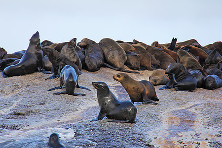 seals, island, thousands, rocks, amazing, exciting, cute
