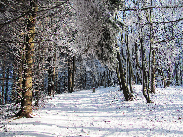 inverno, foresta, neve, paesaggio, albero, inverno in montagna, Biel