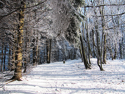 vinter, skov, sne, landskab, træ, vinter i bjergene, Biel