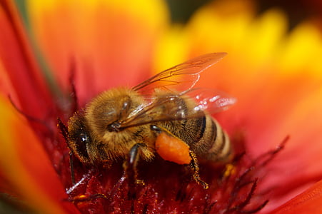 λουλούδι, μέλισσα, έντομο, άνθος, άνθιση, μακροεντολή, φύση