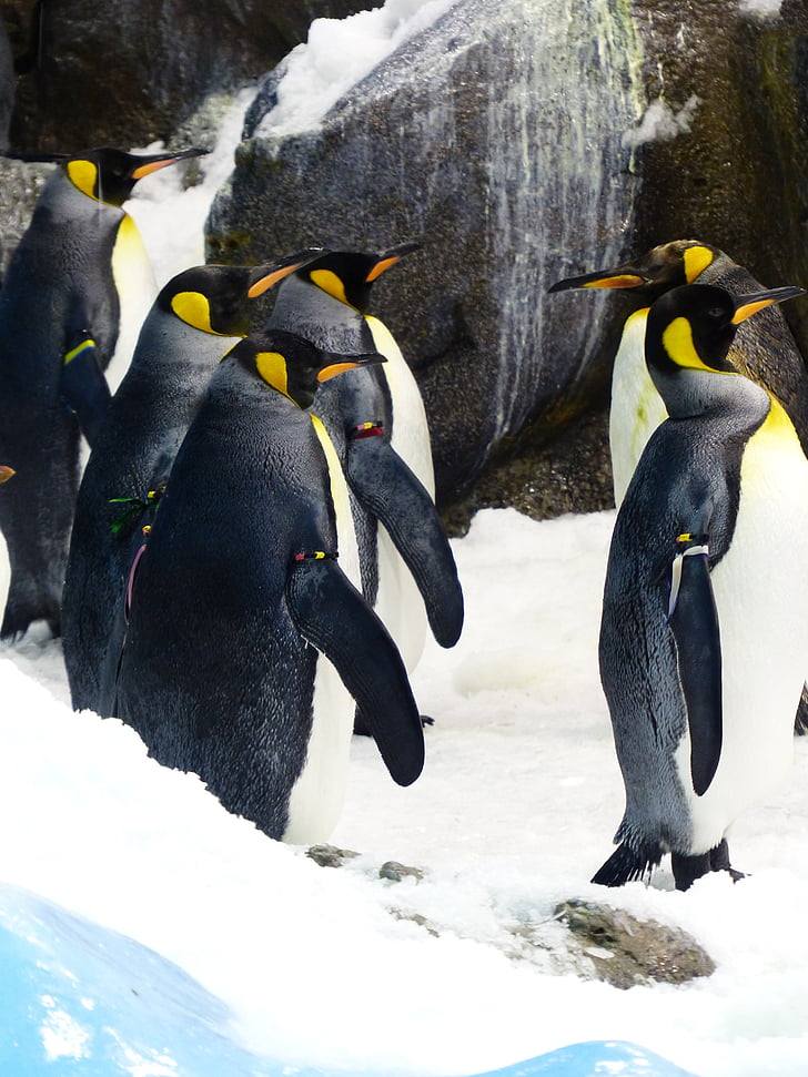 King penguins, pingviinit, aptenodytes patagonicus, spheniscidae, Iso pingviini, aptenodytes, pingviini