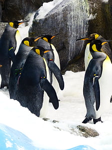 Pingwiny z łóżkiem typu king-size, pingwiny, Aptenodytes patagonicus, Spheniscidae, duże Pingwin, Aptenodytes, Pingwin