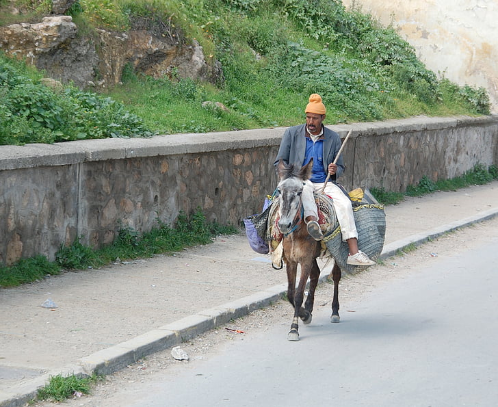 Maroko, Osel, muž, na venkově, zvíře, kůň, venku