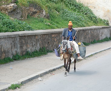 morocco, ass, man, the countryside, animal, horse, outdoors