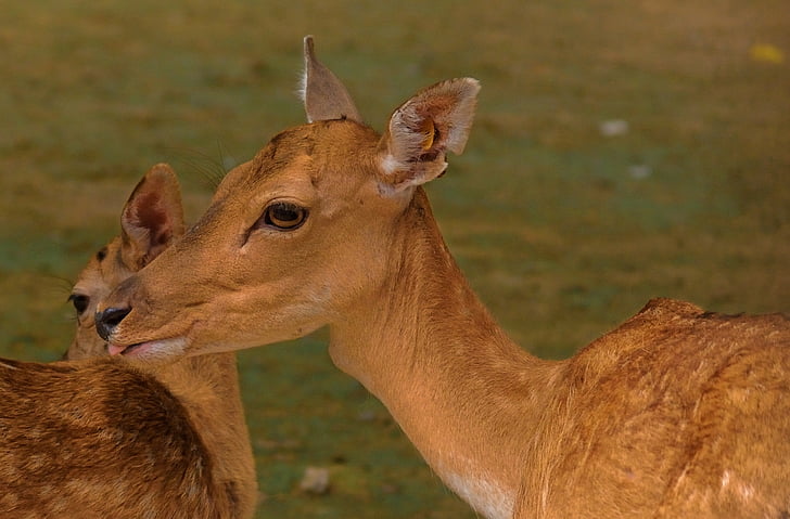 intimacy, deer, motherly love