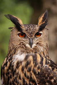 owl, bird, animal, tawny owl, nocturnal, falconry, close