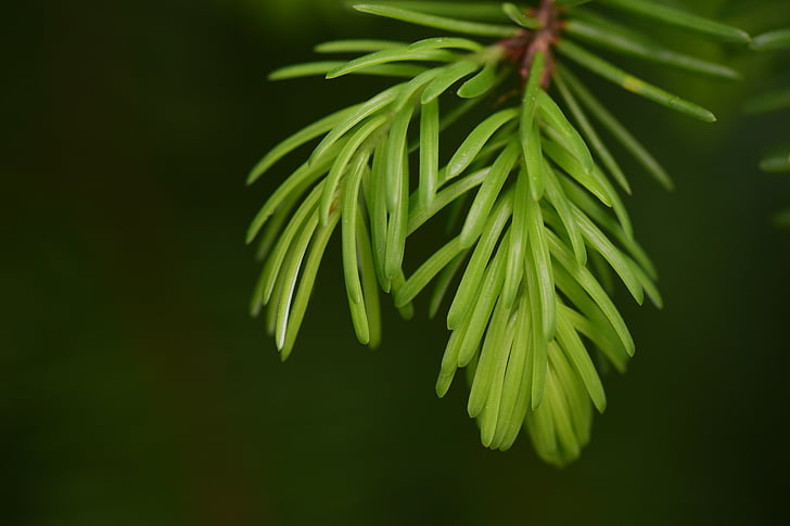 rødgran, Pine branch, natur, gren, nåletræ, motor, grøn