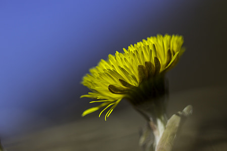 coltsfoot, flower, yellow, spring plant, sign of spring, spring, yellow flower