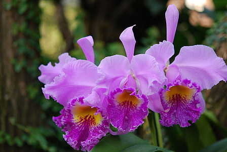 flor, Orquídea, púrpura, flor, floración