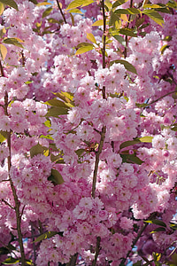 Blossom, kukat, kukkii, vaaleanpunainen, kukka, Flora, puu