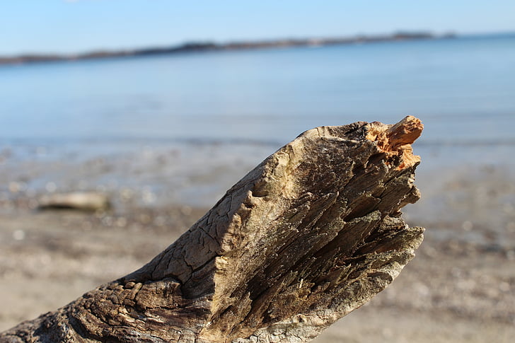 Playa, Mar Báltico, madera de deriva, mar, naturaleza, arena, Costa