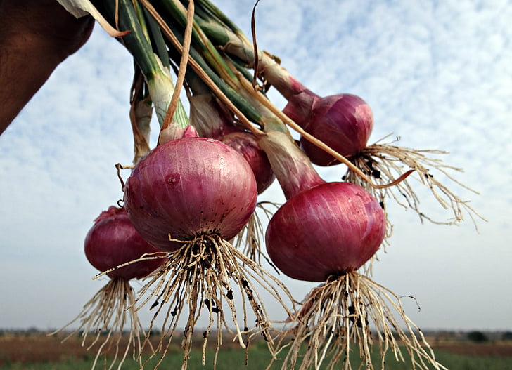 onions, fresh, harvested, vegetable, onion bulbs, india