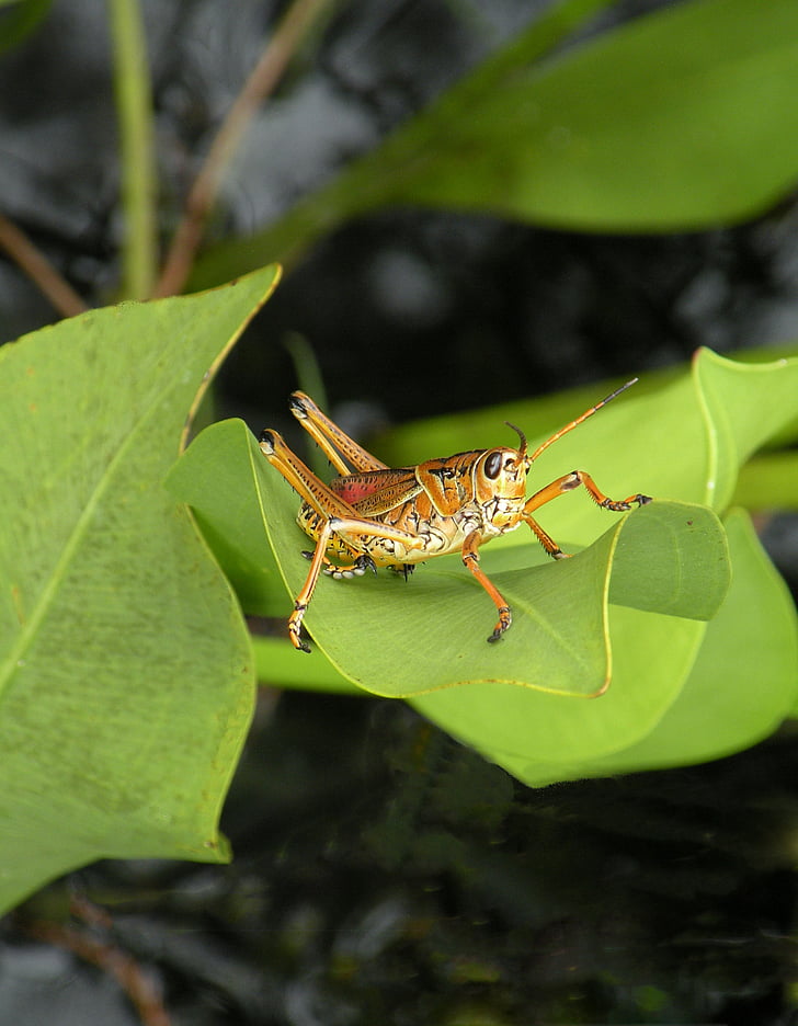 gräshoppa, Styrstreckets, vilda djur, naturen, bugg, Florida, Utomhus