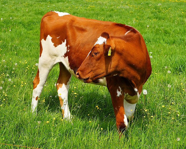 vache, coloré en rouge, viande bovine, bovins, jeune, nature, ruminant