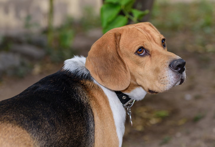 attention, Beagle, chiot, ami (e), animal de compagnie, chien, animal