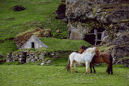 dve, bela, rjava, konj, trava, pila, v bližini: