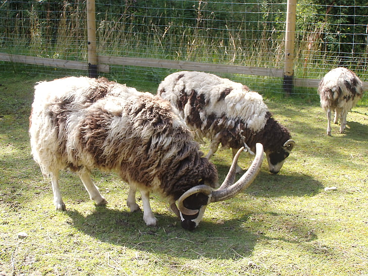 vier Horn Schafe, Schafe, Tier, Zoo, Streichelzoo, Deutschland, Gehäuse