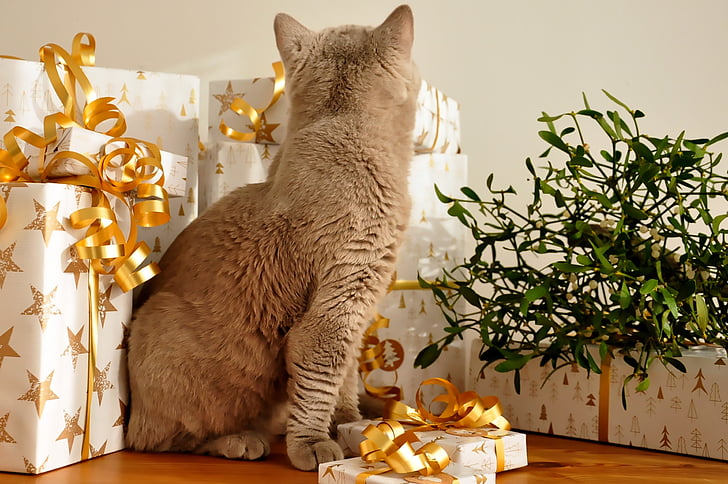 chat, Christmas, cadeaux, Pas le temps, British shorthair, Leonardo, packerl